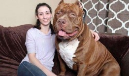 比特猛犬爆料视频大全最新,揭秘猛犬世界里的真实一面